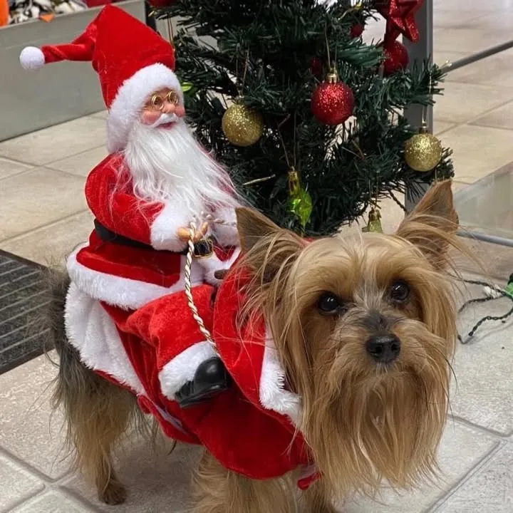 Petit chien fraîchement toiletté déguisé en Père Noël pour les Fêtes